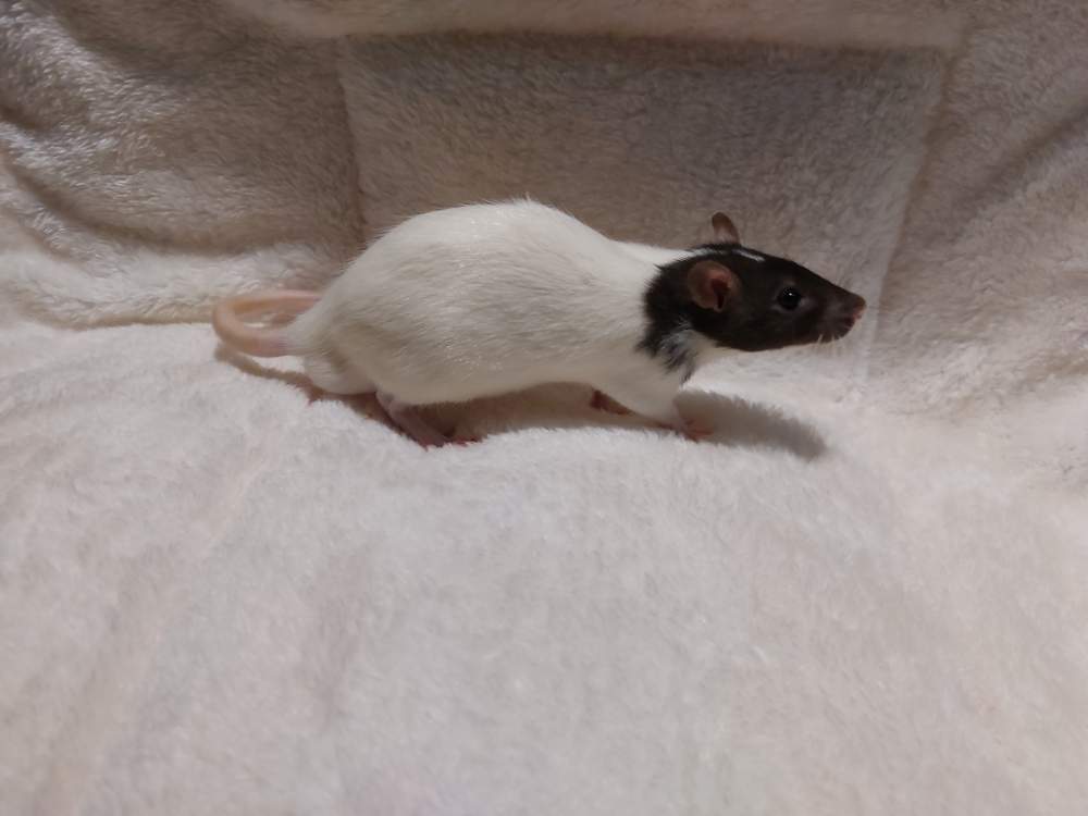 Fancy rat Breeder Rattus norvegicus Hungary, Balatonalmádi