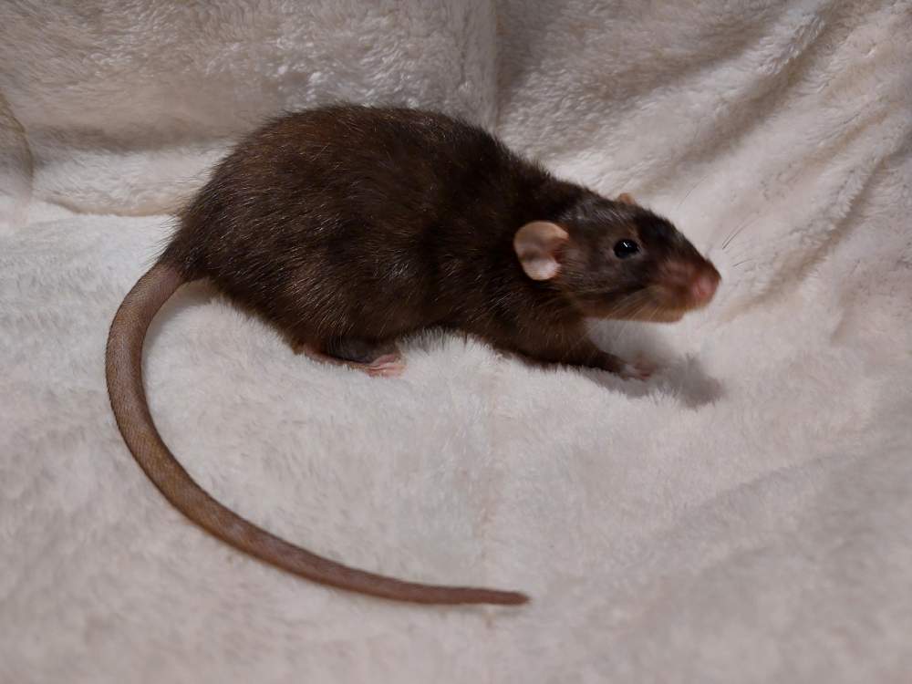 Fancy rat Breeder Rattus norvegicus Hungary, Balatonalmádi