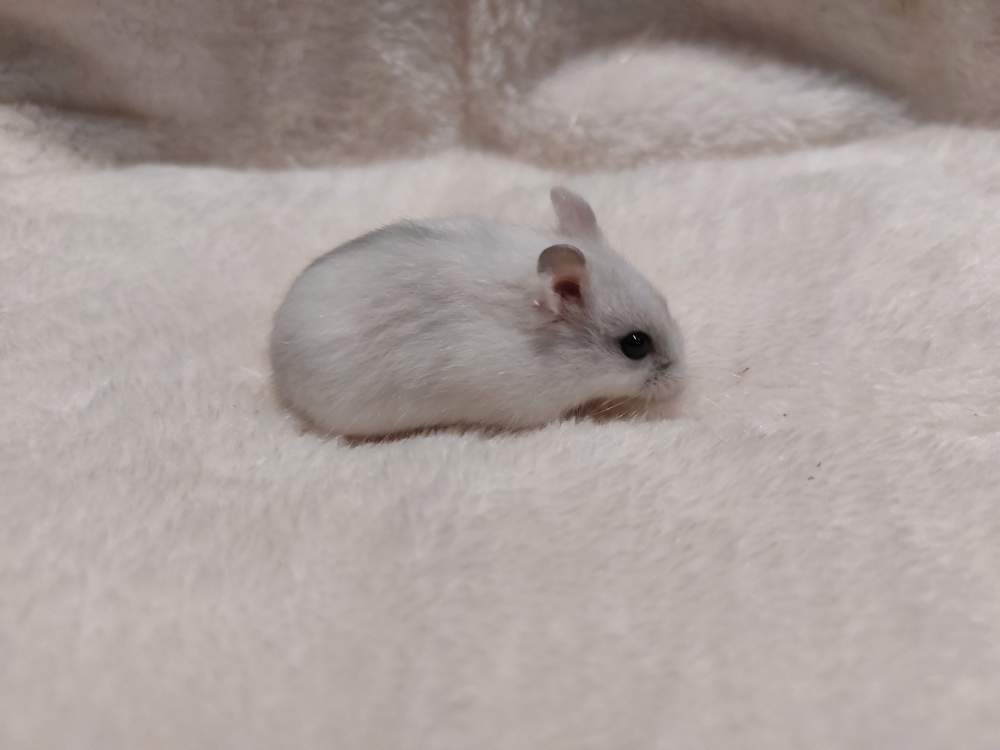 Winter white dwarf hamster Owned by other Phodopus sungorus sungorus Hungary, Balatonalmádi