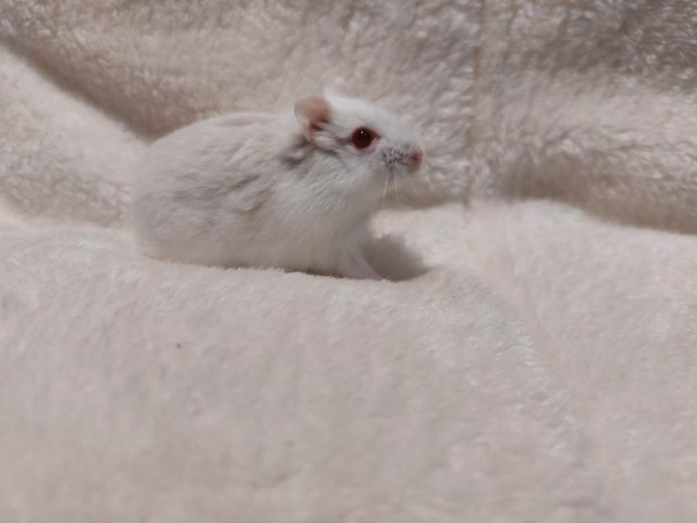 Winter white dwarf hamster Owned by other Phodopus sungorus sungorus Hungary, Balatonalmádi