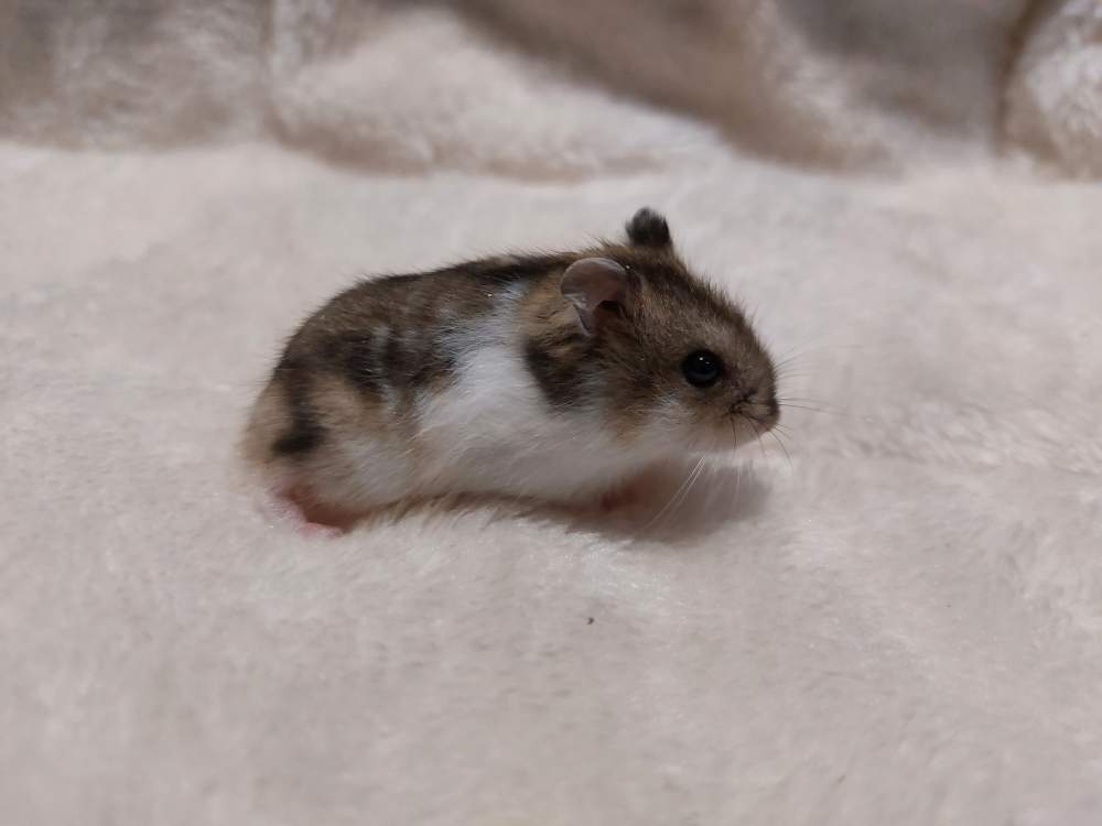 Winter white dwarf hamster Owned by other Phodopus sungorus sungorus Hungary, Balatonalmádi