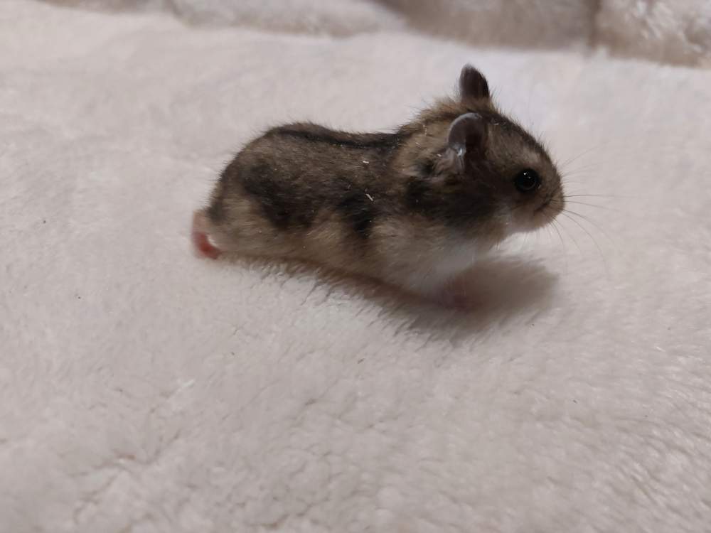 Winter white dwarf hamster Owned by other Phodopus sungorus sungorus Hungary, Balatonalmádi