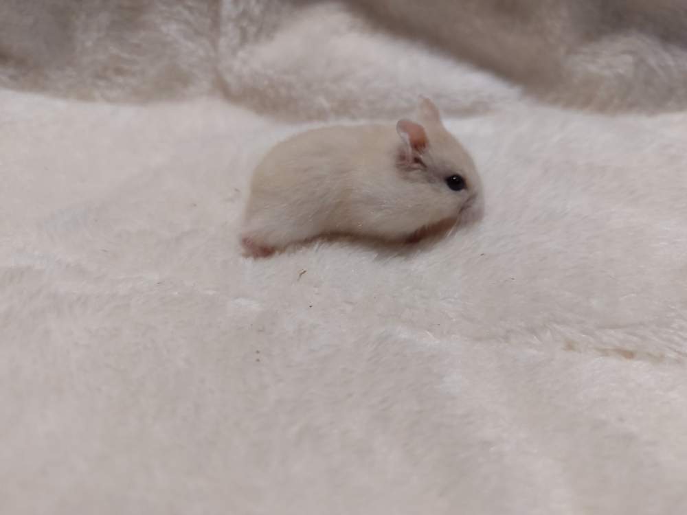 Winter white dwarf hamster Owned by other Phodopus sungorus sungorus Hungary, Balatonalmádi