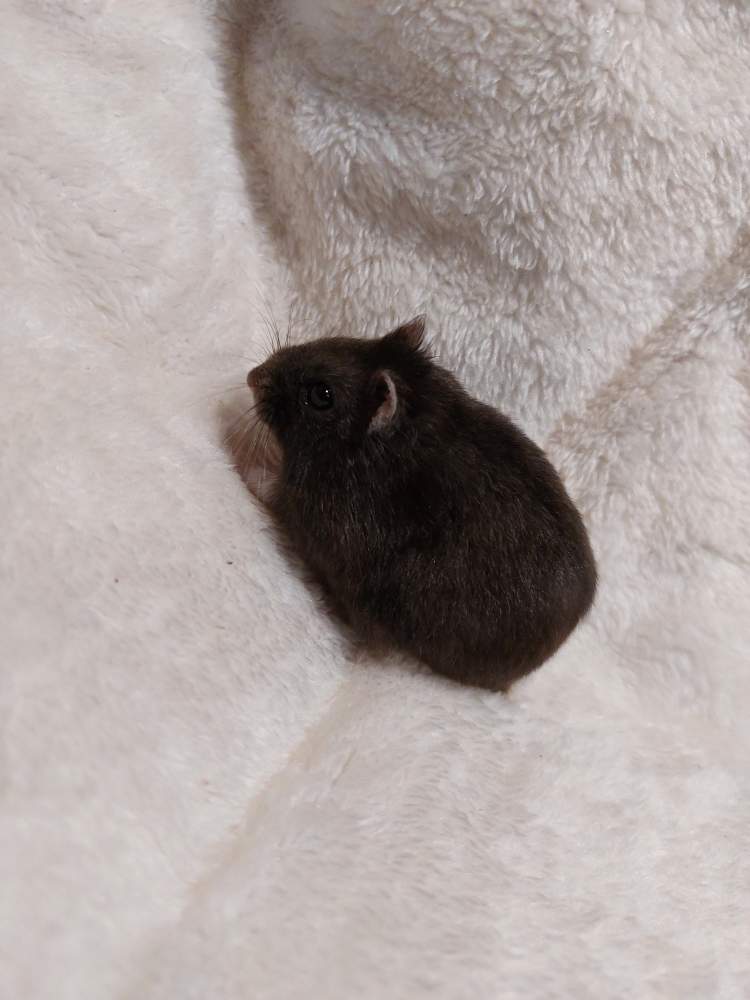 Winter white dwarf hamster Owned by other Phodopus sungorus sungorus Hungary, Balatonalmádi