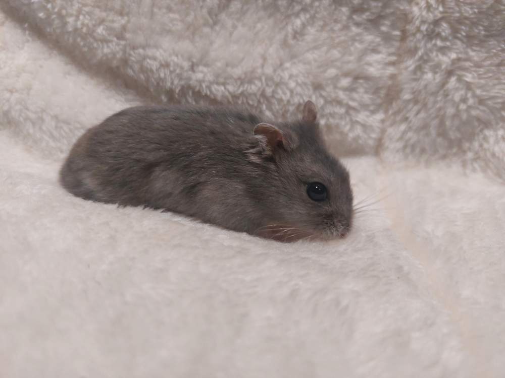 Winter white dwarf hamster Owned by other Phodopus sungorus sungorus Hungary, Balatonalmádi