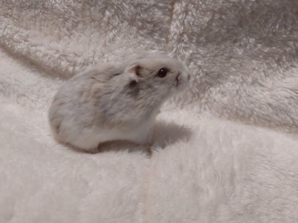Winter white dwarf hamster Owned by other Phodopus sungorus sungorus Hungary, Balatonalmádi