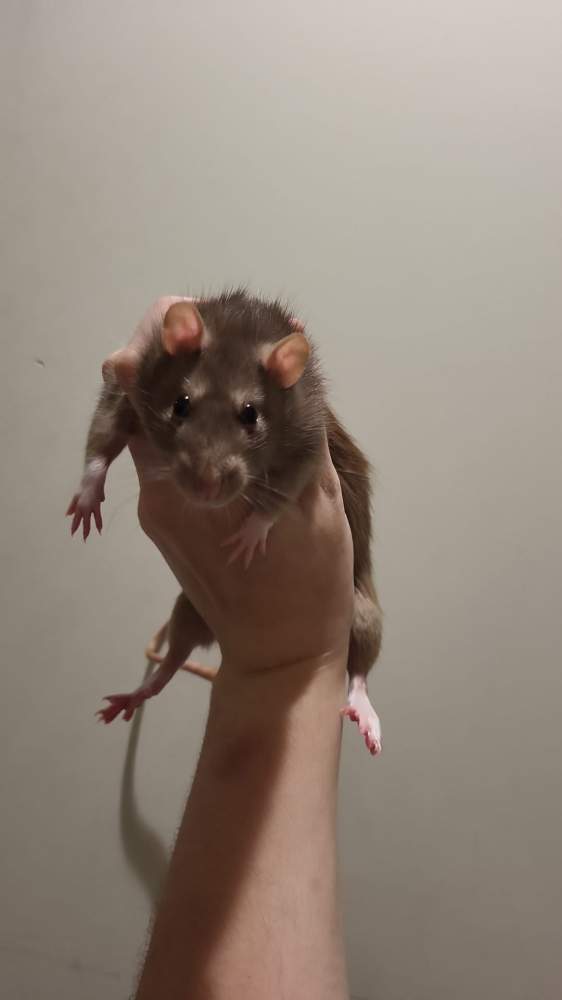 Fancy rat Breeder Rattus norvegicus 