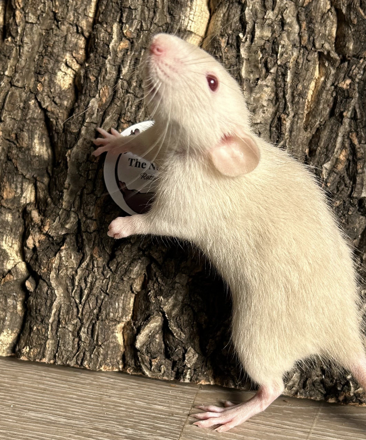 Fancy rat Owned by other Rattus norvegicus 