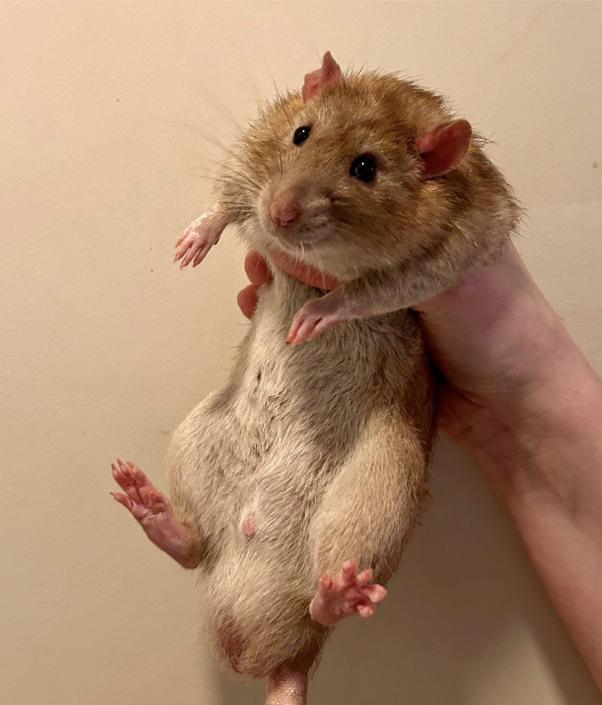 Fancy rat Owned by other Rattus norvegicus 