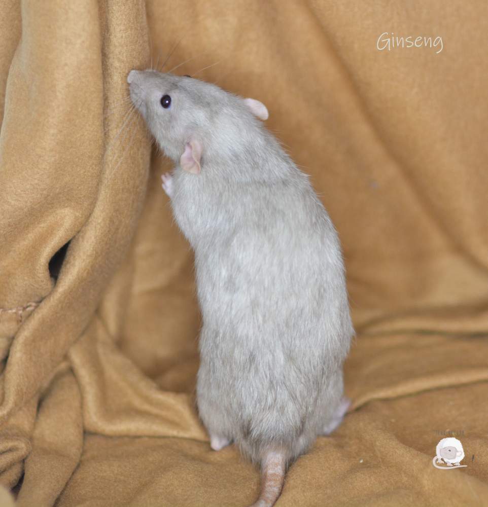 Fancy rat Owned by other Rattus norvegicus 