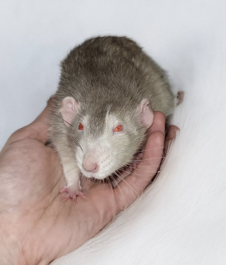 Fancy rat Deceased Rattus norvegicus 