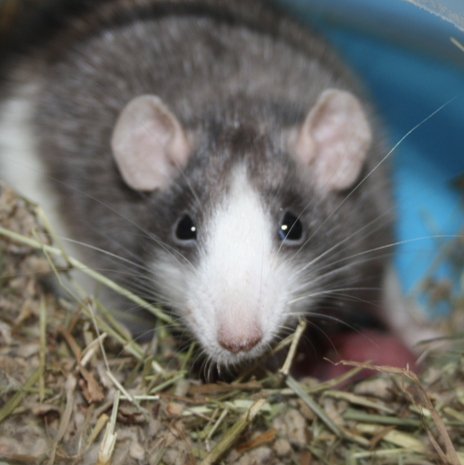 Fancy rat Owned by other Rattus norvegicus 