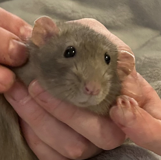 Fancy rat Breeder Rattus norvegicus 