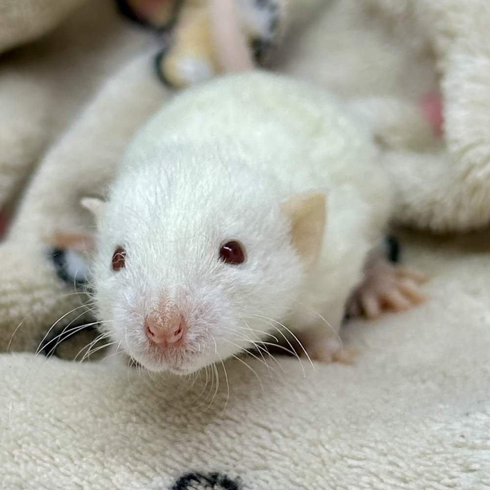Fancy rat Available for rehoming Rattus norvegicus Portugal