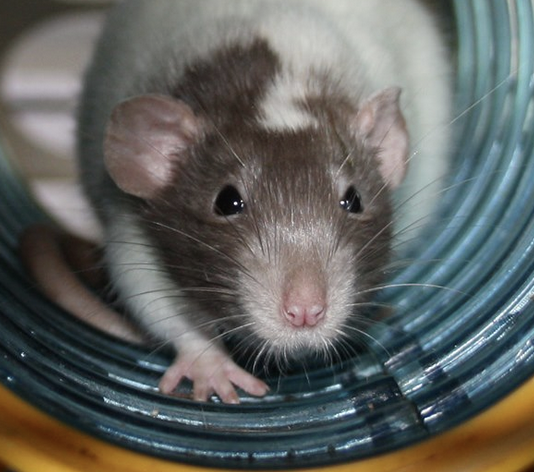 Fancy rat Owned by other Rattus norvegicus 