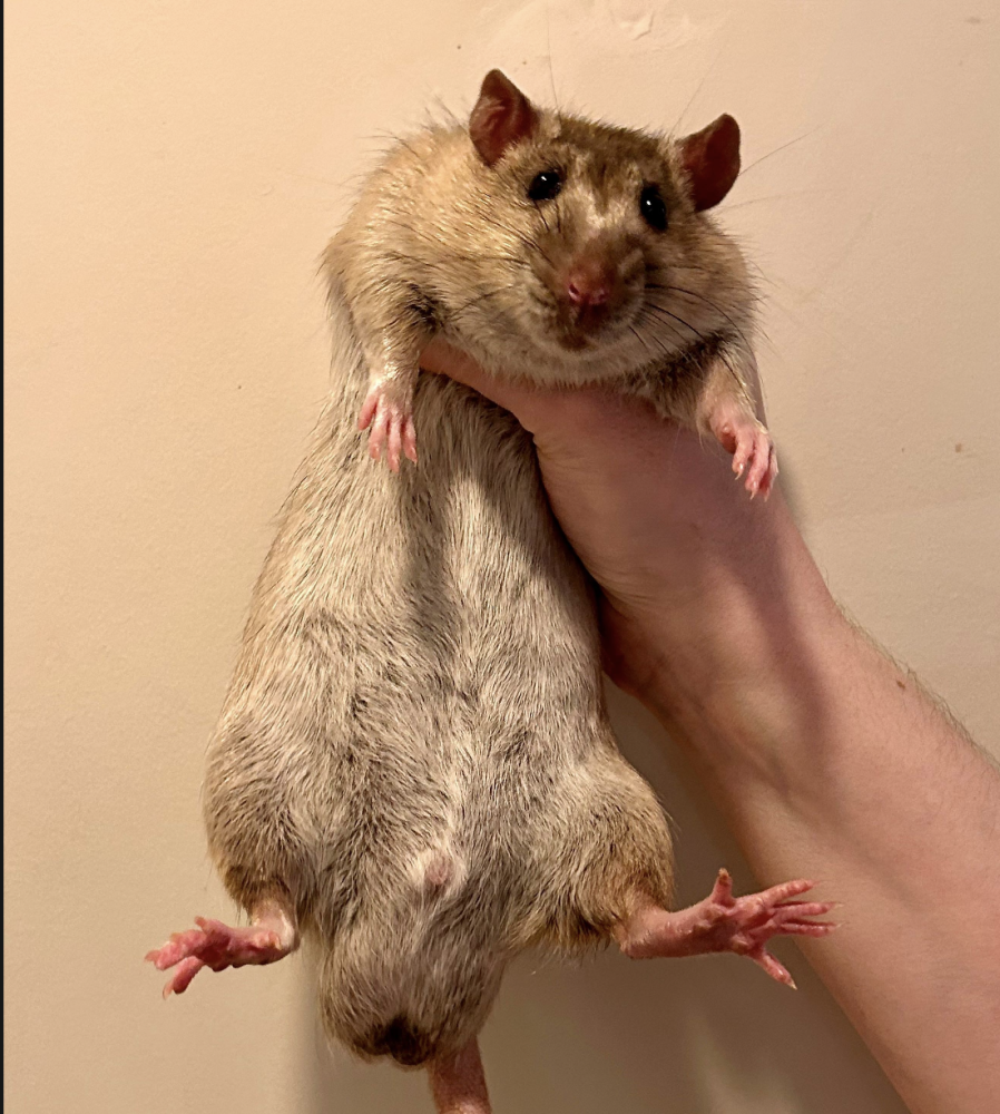 Fancy rat Breeder Rattus norvegicus 