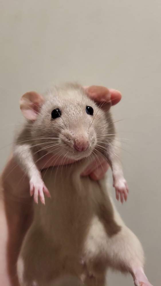 Fancy rat Breeder Rattus norvegicus 