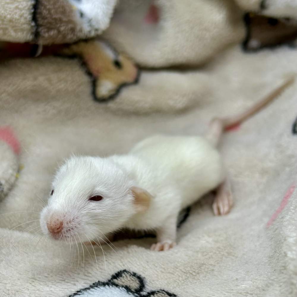 Fancy rat Pet only Rattus norvegicus Portugal