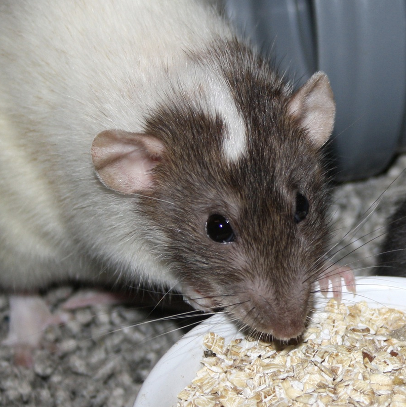 Fancy rat Owned by other Rattus norvegicus 