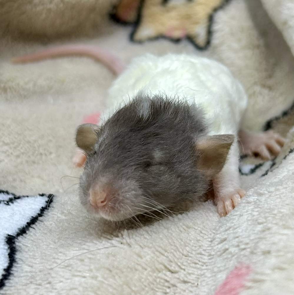 Fancy rat Breeder Rattus norvegicus Portugal