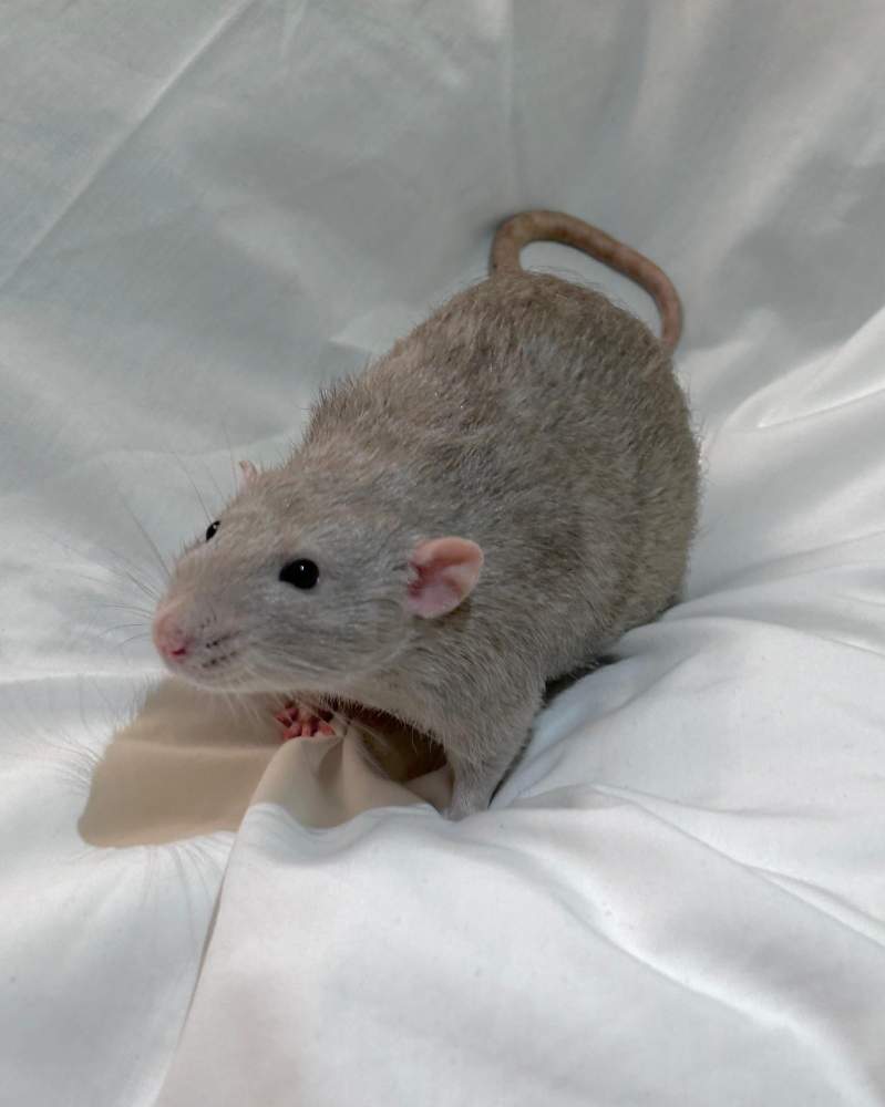 Fancy rat Breeder Rattus norvegicus 