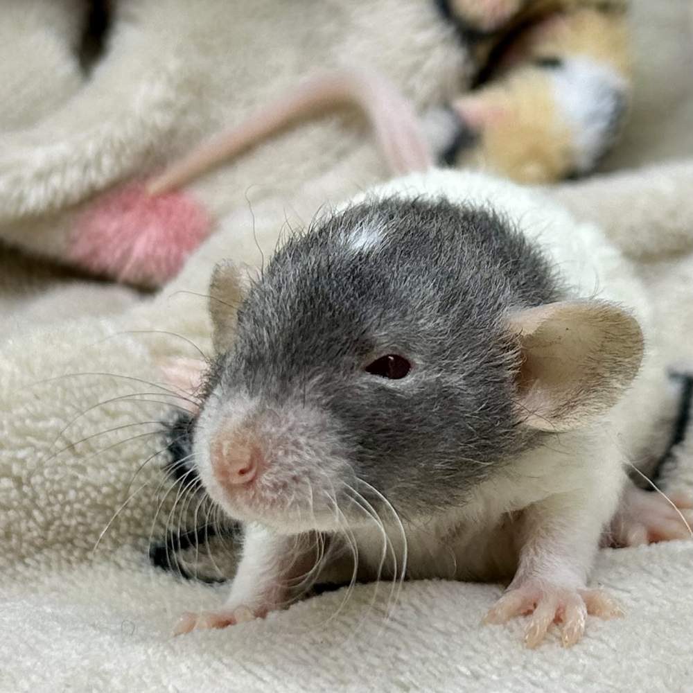 Fancy rat Pet only Rattus norvegicus Portugal