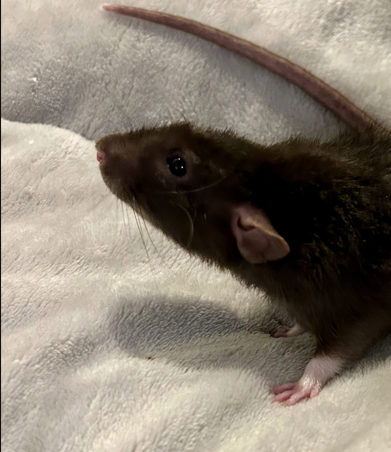 Fancy rat Breeder Rattus norvegicus 