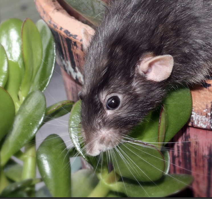 Fancy rat Owned by other Rattus norvegicus 