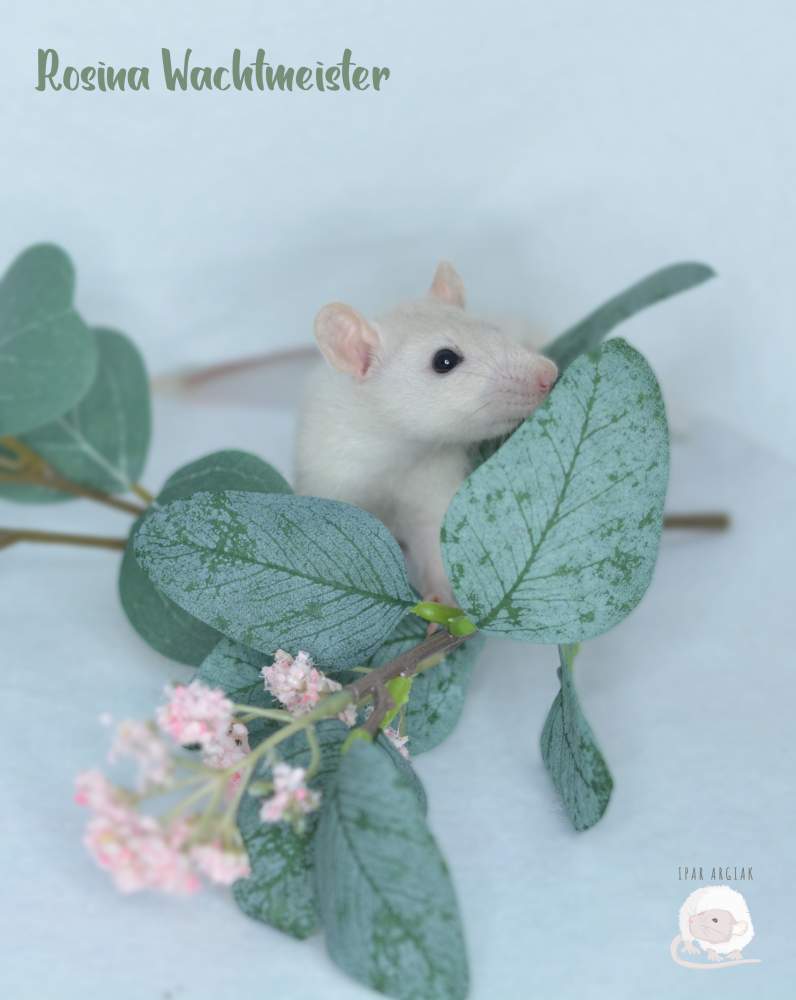 Fancy rat Breeder Rattus norvegicus 