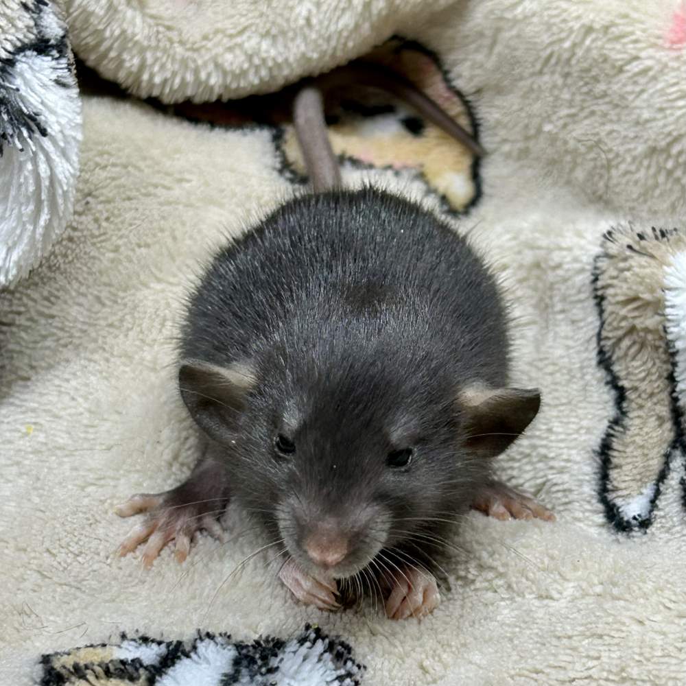 Fancy rat Breeder Rattus norvegicus Portugal