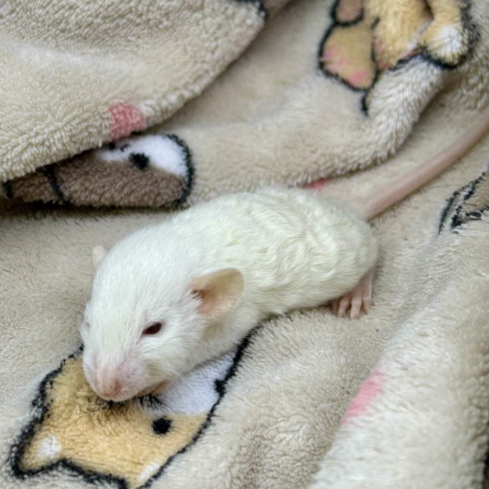 Fancy rat Pet only Rattus norvegicus Portugal