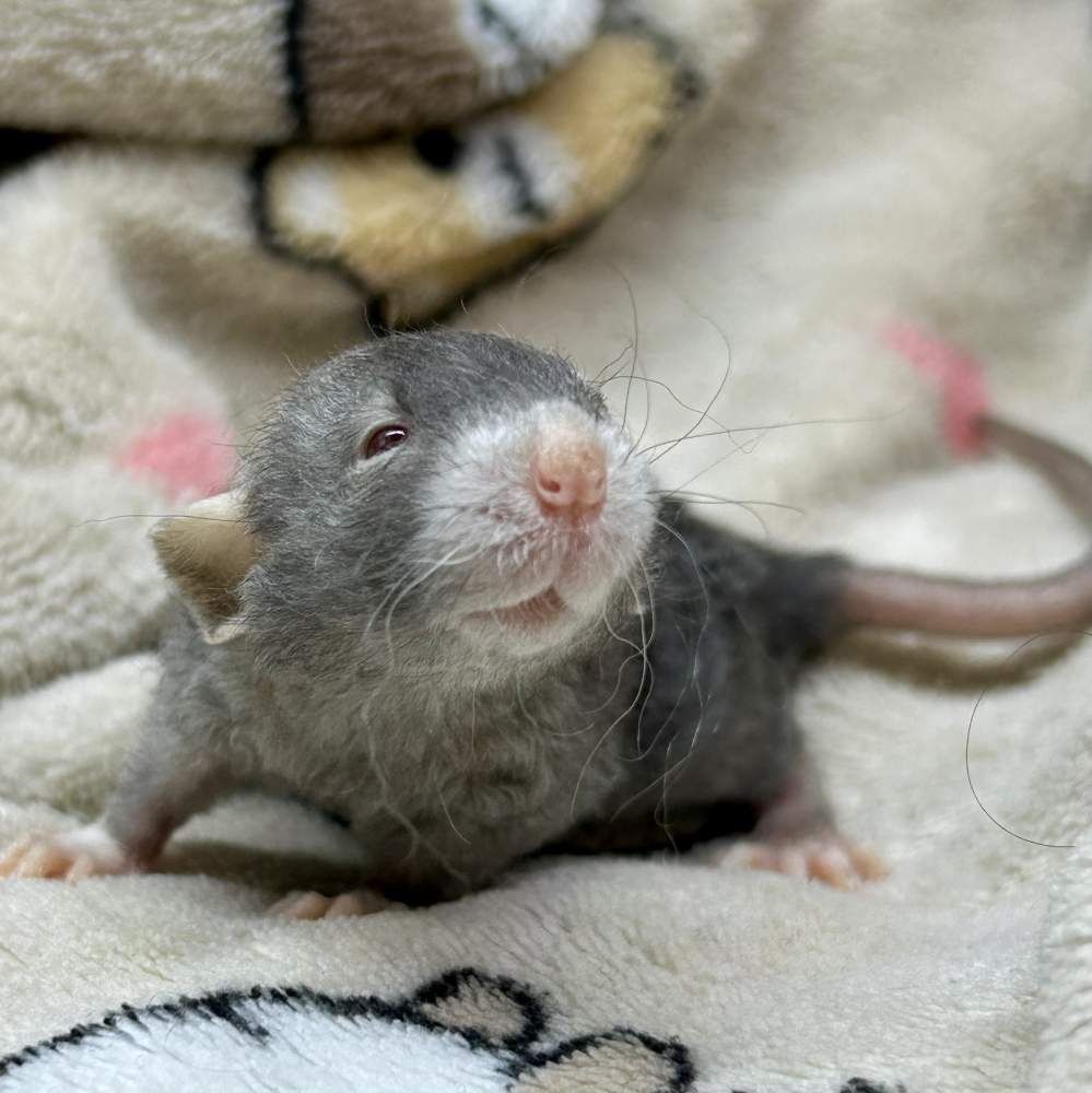 Fancy rat Pet only Rattus norvegicus Portugal