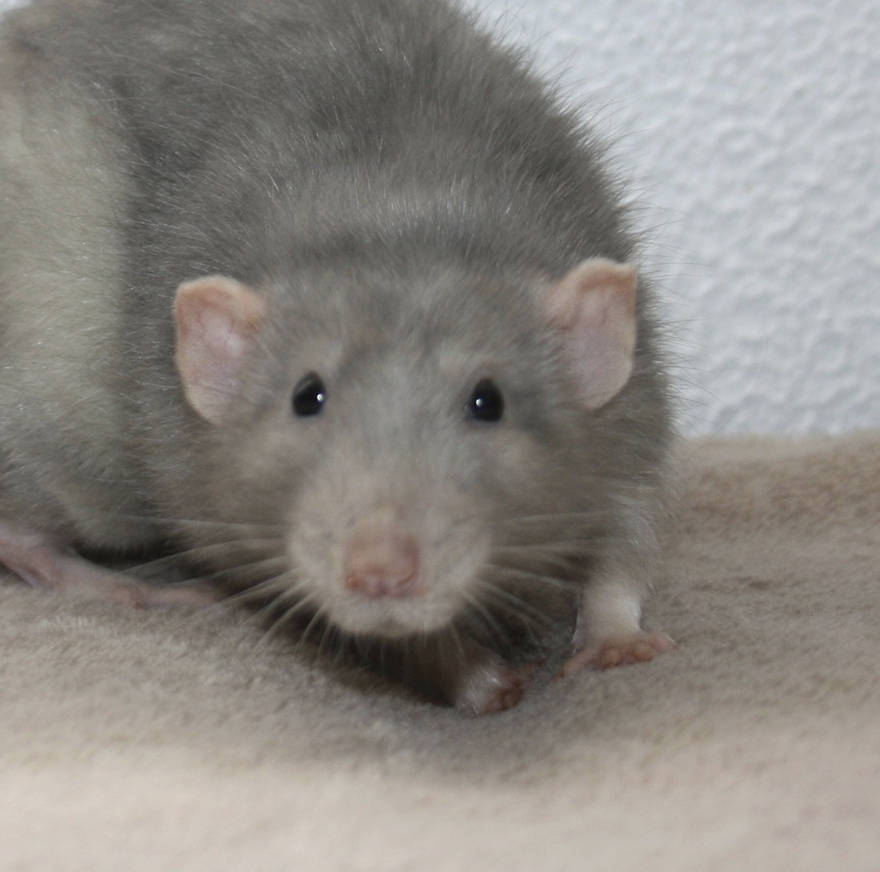 Fancy rat Owned by other Rattus norvegicus 
