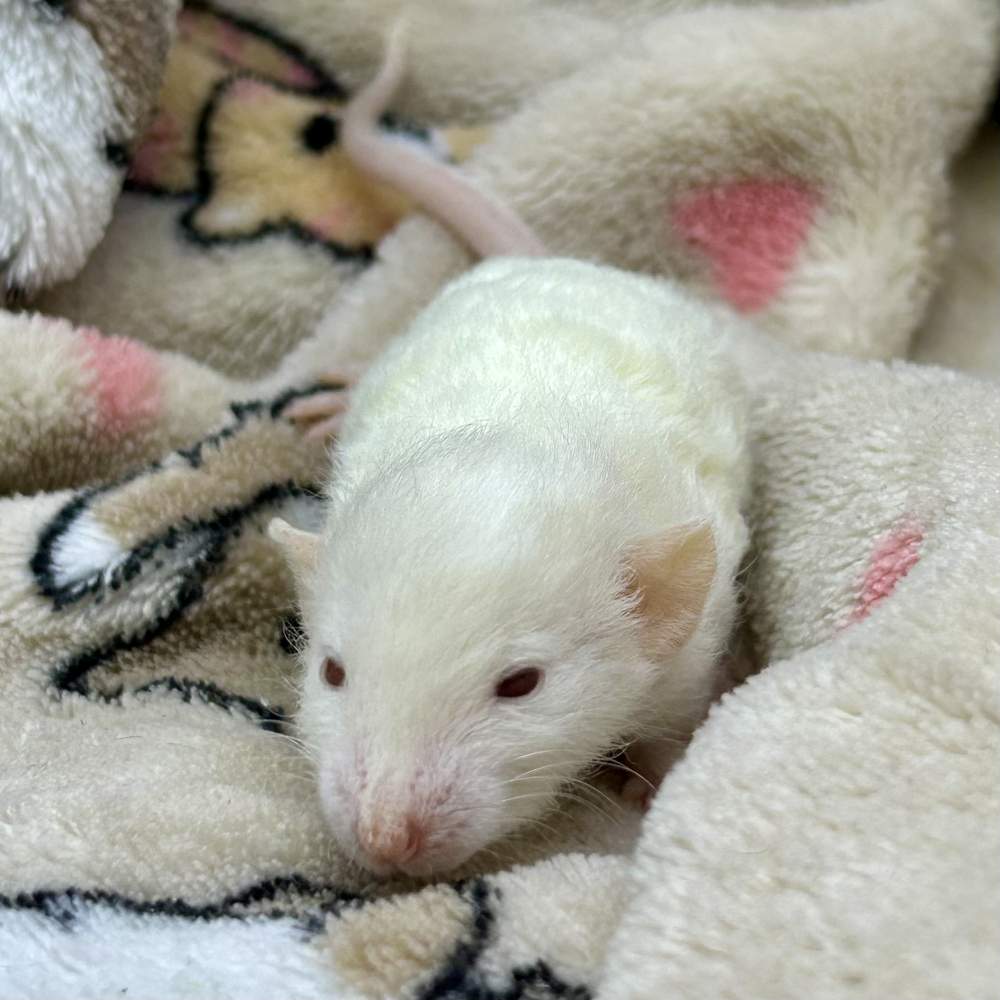 Fancy rat Pet only Rattus norvegicus Portugal