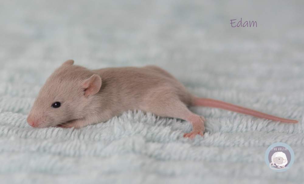 Fancy rat Owned by other Rattus norvegicus 
