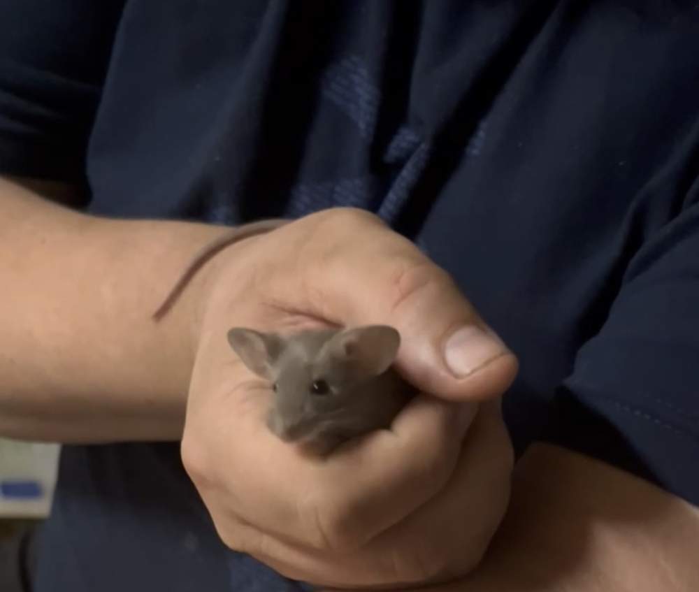 Fancy mouse Breeder Mus musculus United States