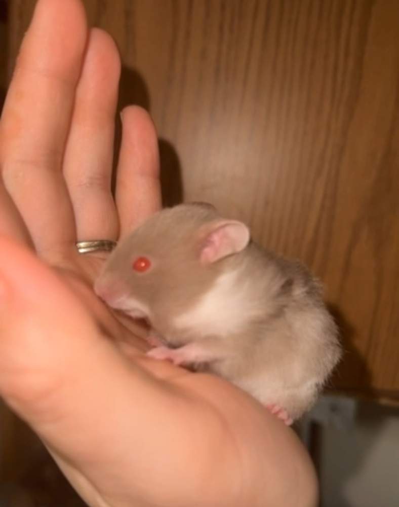 Golden hamster Breeder Mesocricetus auratus 