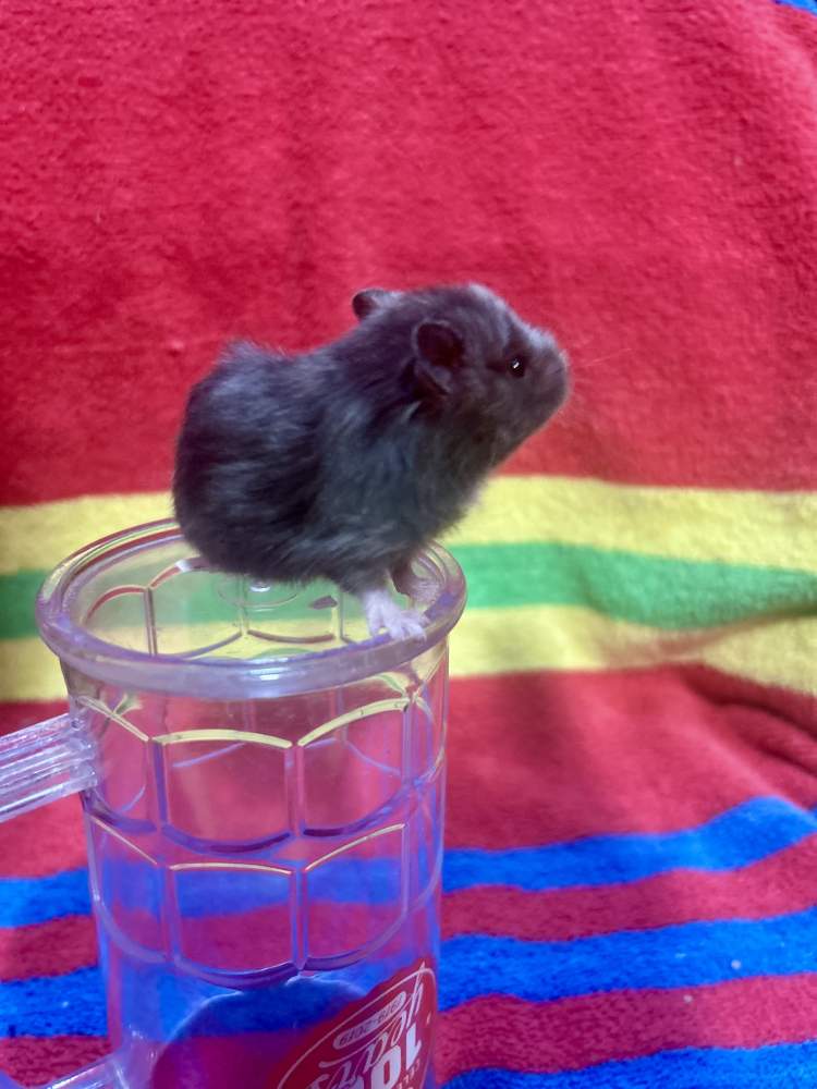 Golden hamster Pet only Mesocricetus auratus 