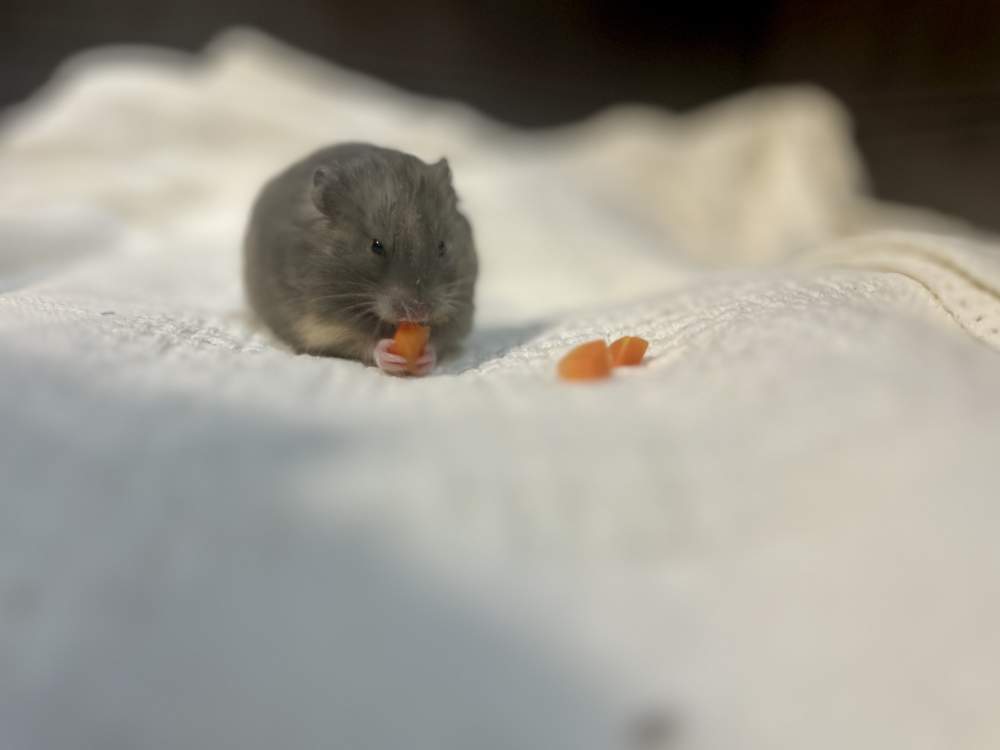 Golden hamster Breeder Mesocricetus auratus 