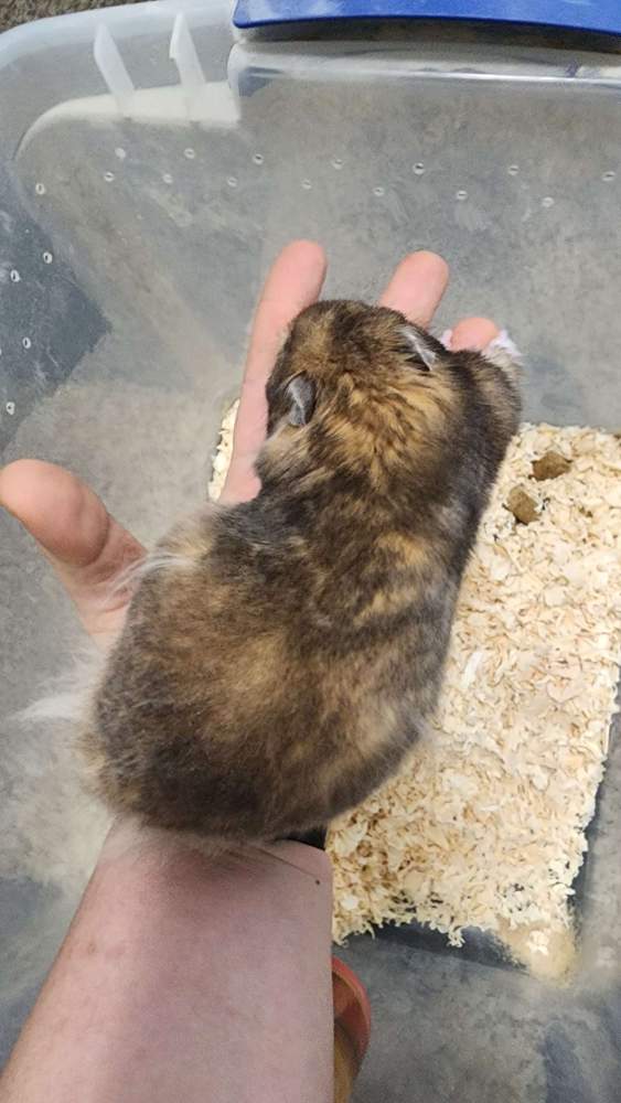 Golden hamster Owned by other Mesocricetus auratus 