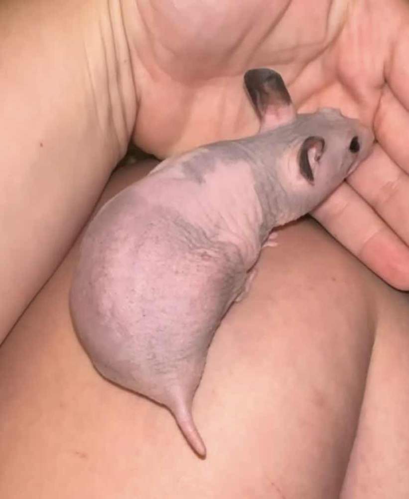 Golden hamster Owned by other Mesocricetus auratus 