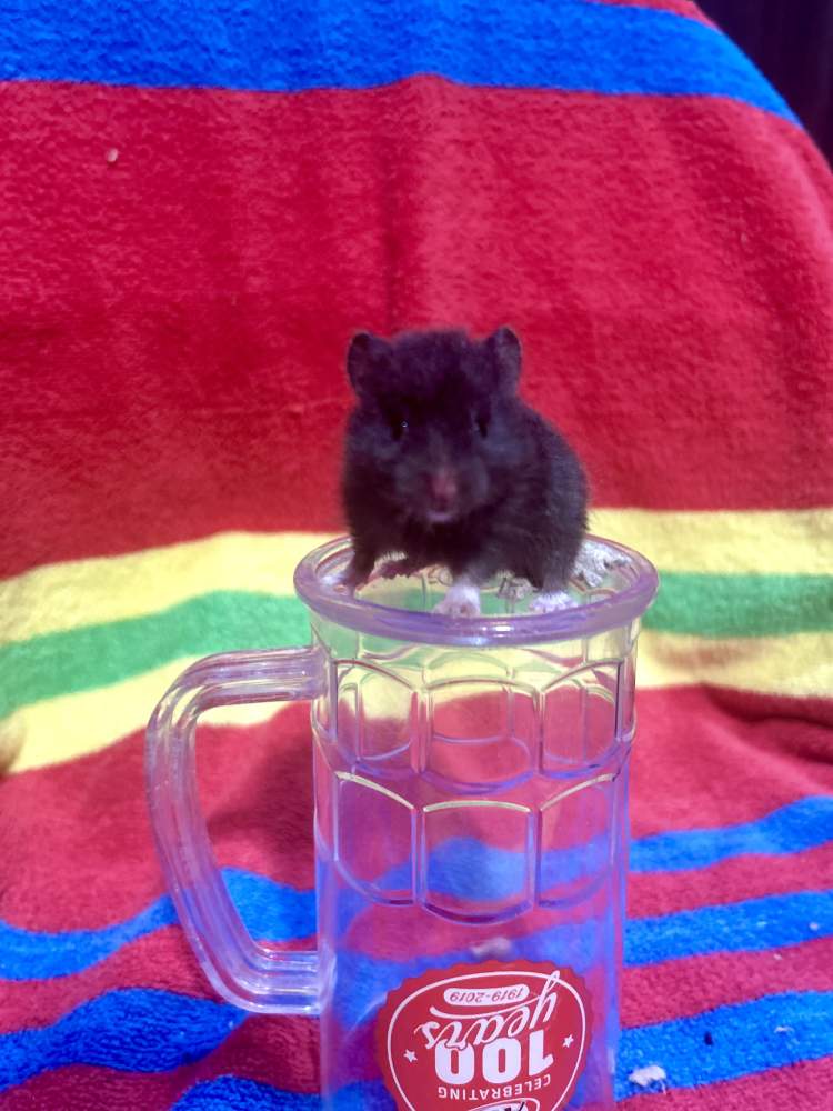 Golden hamster Pet only Mesocricetus auratus 