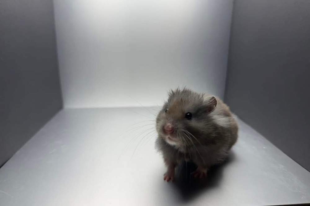 Golden hamster Owned by other Mesocricetus auratus 
