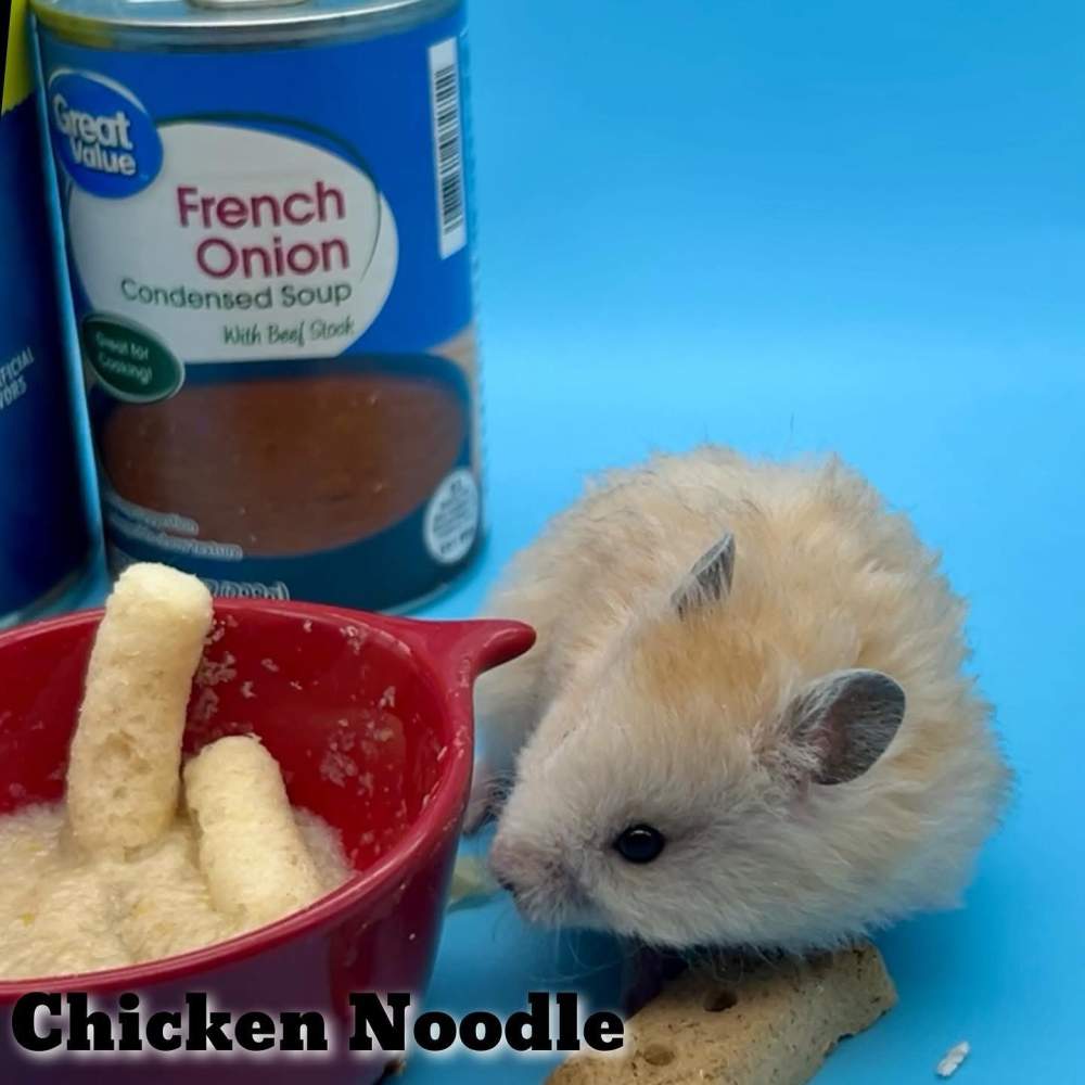 Golden hamster Owned by other Mesocricetus auratus 