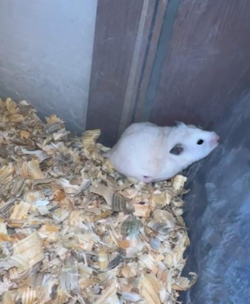 Golden hamster Owned by other Mesocricetus auratus 