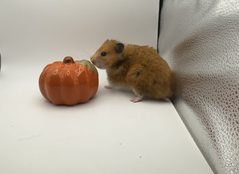 Golden hamster Owned by other Mesocricetus auratus 
