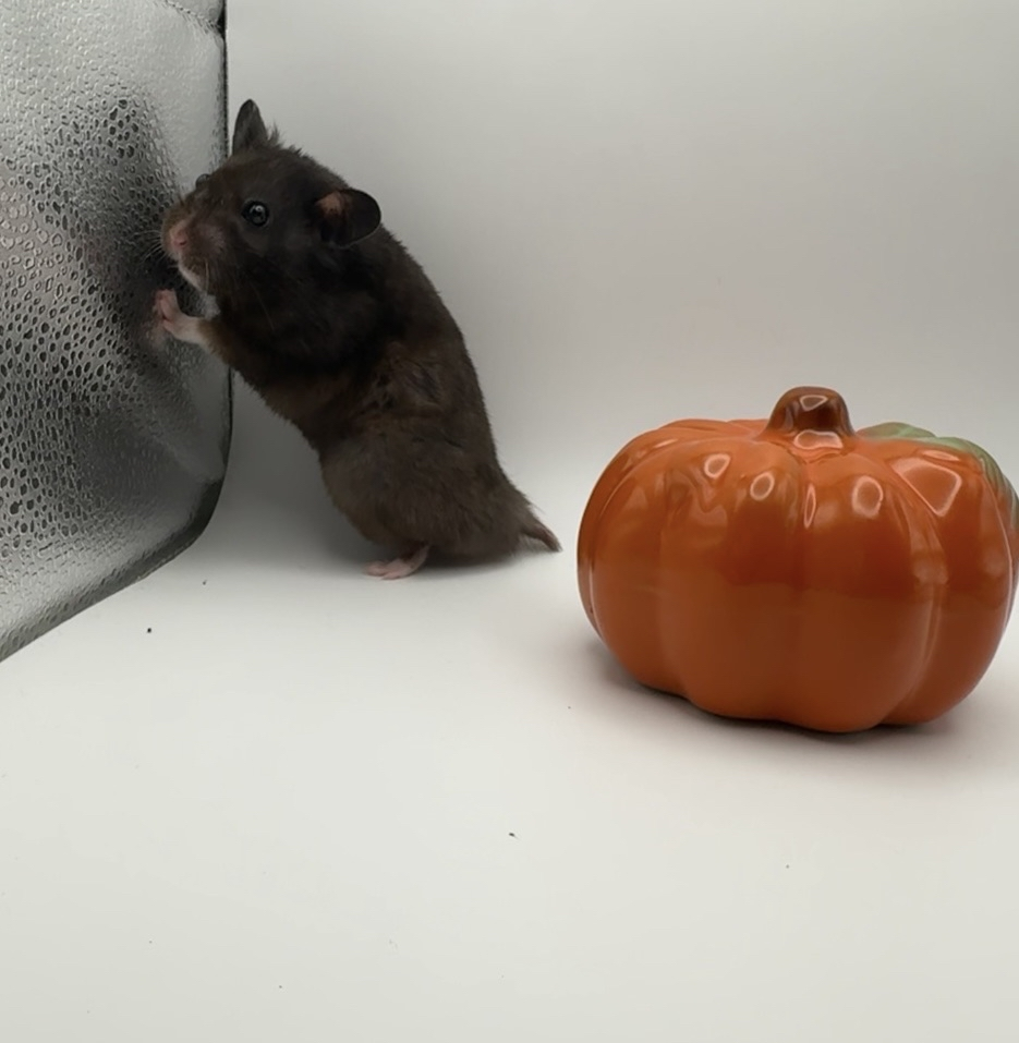 Golden hamster Owned by other Mesocricetus auratus 