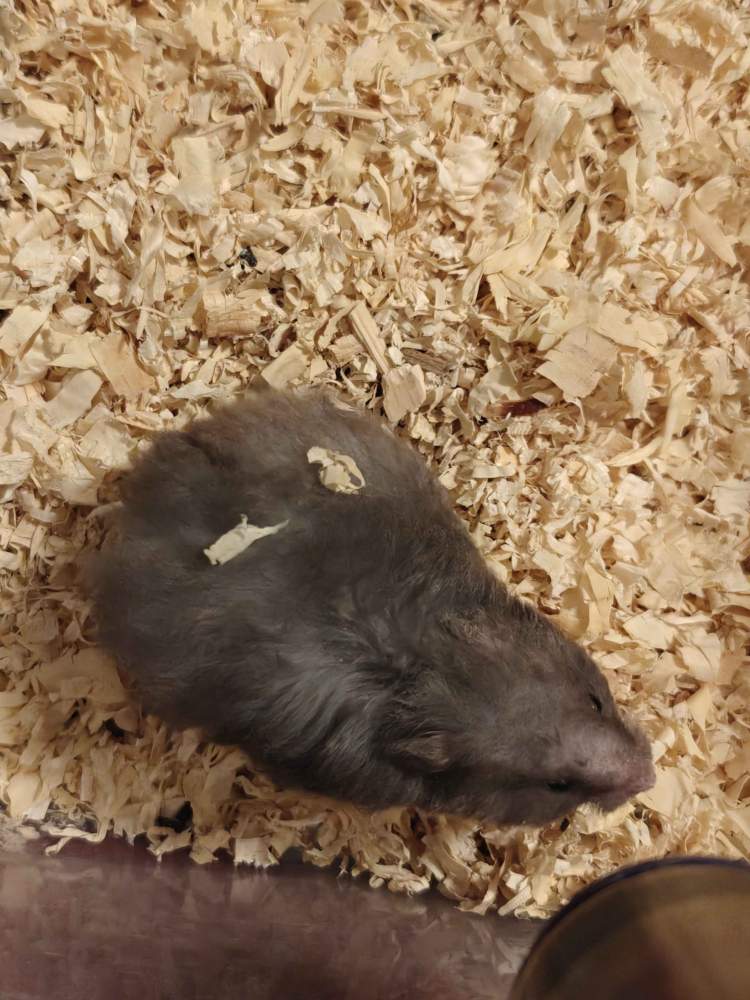 Golden hamster Breeder Mesocricetus auratus 