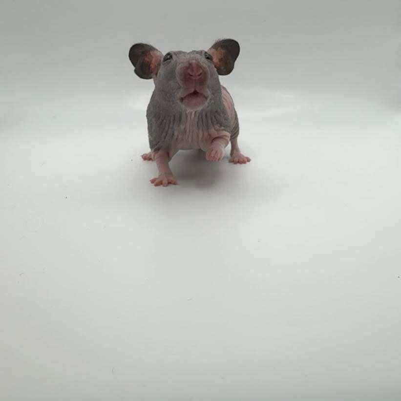 Golden hamster Owned by other Mesocricetus auratus 