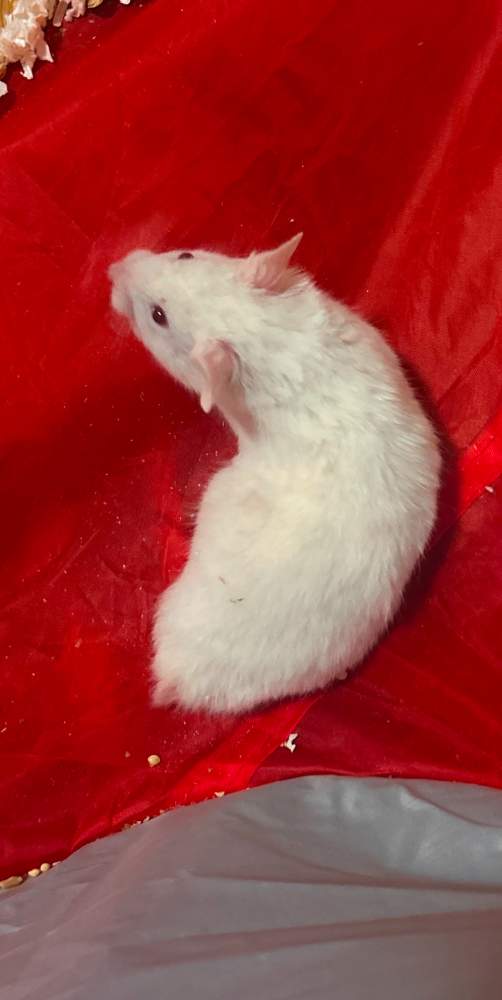 Golden hamster Breeder Mesocricetus auratus 